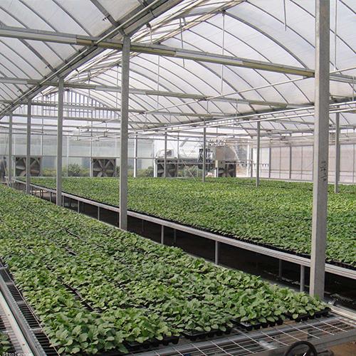 连栋花卉91视频导航福利 连栋花卉91视频导航福利